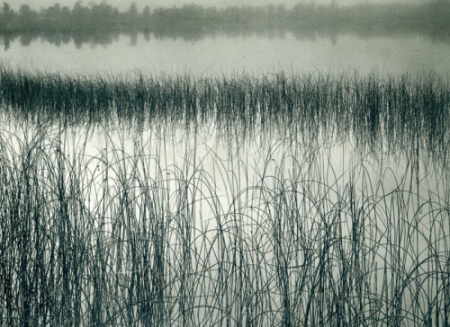 arsvitaest:  Brett Weston