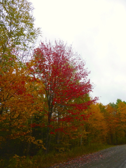 The leaves are REALLY GOOD this year! (I had to edit these photos a bit for accuracy because my came