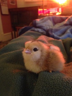 sparrf:  this baby chick is almost too perfect shes got eyeliner and look at those cheeks… she is so round and beautiful   what a good girl