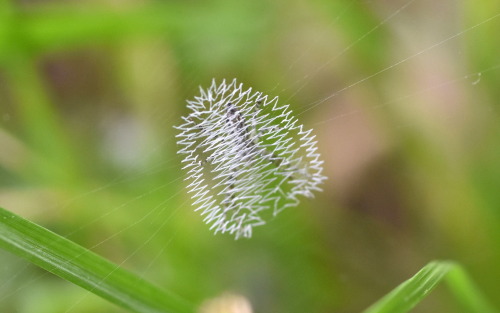 Some species of spiders have developed a behavior of creating web decorations called stabilimenta, w