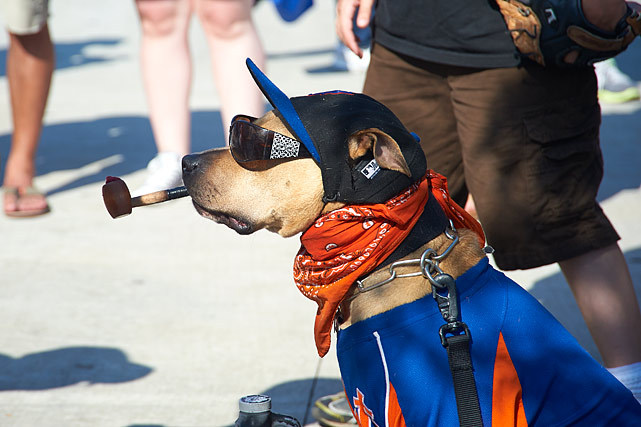 SI Photo Blog — A dog wearing New York Mets attire sits outside