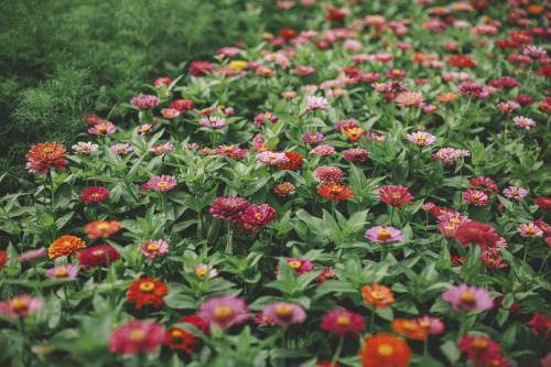 daisy-hananoko - HANA