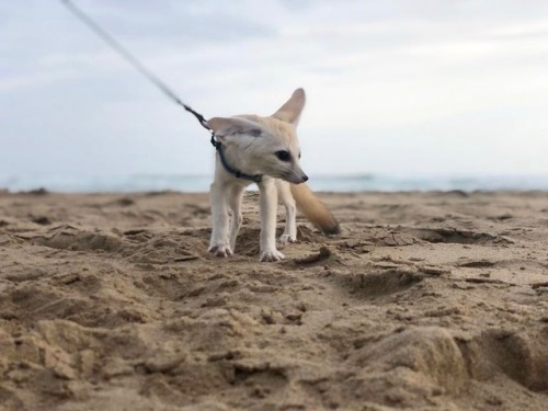 everythingfox: The Fennec Fox Alijah