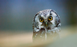 Owlsday:  Boreal Owl