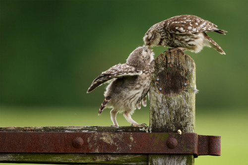 giraffeinatree:  (via 500px / “a little peck…" by Mark Bridger)