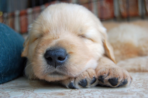 labradork829:  4-week-old Golden Retriever puppies who are all future Leader Dogs for the Blind. 