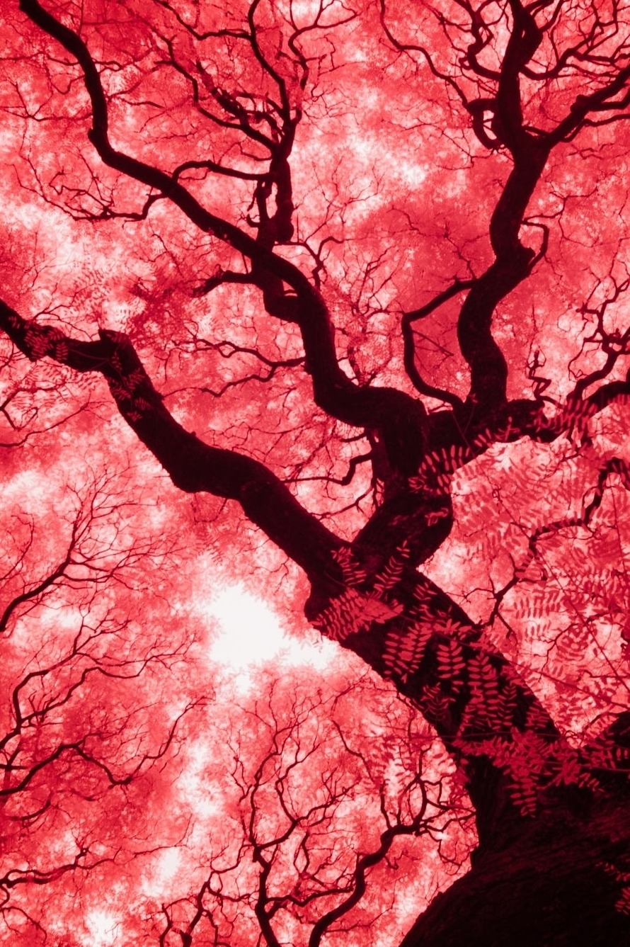colore&hellip;&hellip;        sapore&hellip;. thewolf