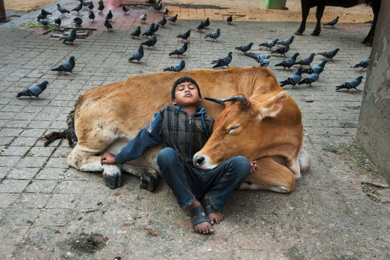 somecutething:“A boy asleep with his cow in Nepal!”