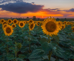 expressions-of-nature:by Fedor Lashkov