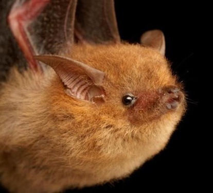 why are bats stigmatized as being creepy? adult photos