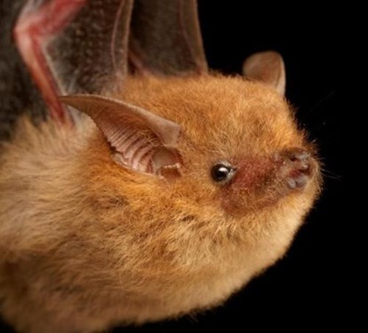 Sex why are bats stigmatized as being creepy? pictures