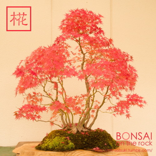 椛（モミジ）の石付盆栽MOMIJI, Japanese maple bonsai on a rock2017.10.29 撮影bonsai on the rock| Creema | BASE | Z