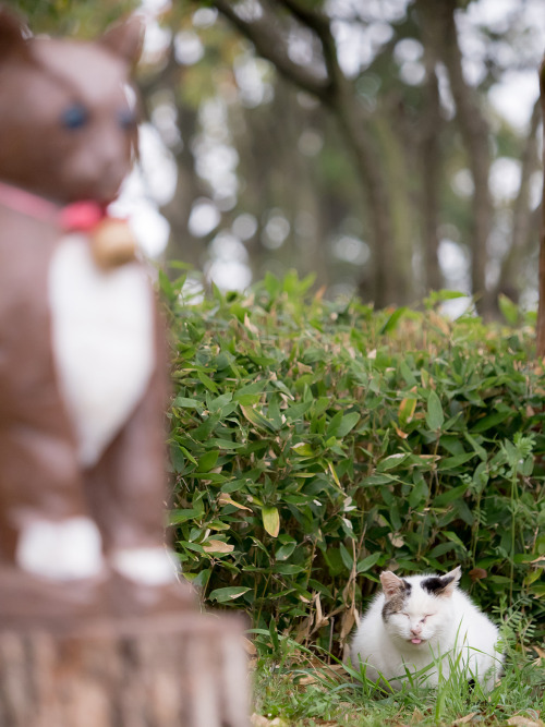 Neko-No-Oto:猫と寝子。2021年3月撮影。A Wood-Carved Cat And A Cat That Sleeps