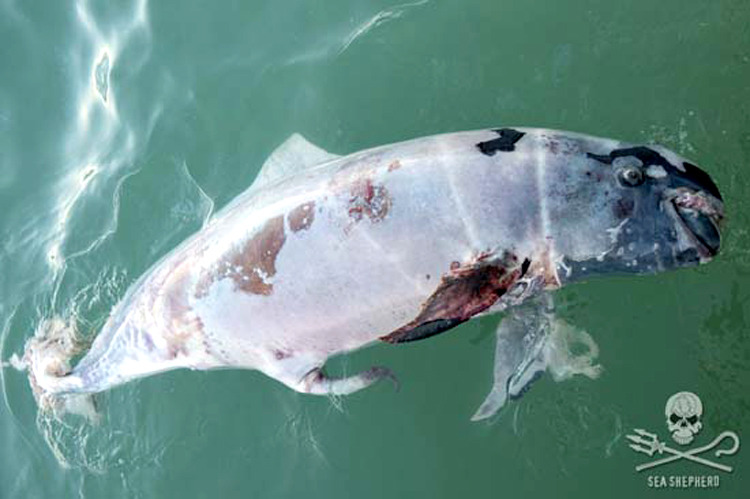 phocoenidae:
“ 3 Dead Vaquitas in 3 Weeks  The dwindling vaquita population has suffered a devastating blow over the last few weeks. A total of 3 dead vaquitas have been found since March 4th.
The first was discovered floating in the water by Sea...