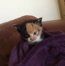 chubbycattumbling:animyuls:mood