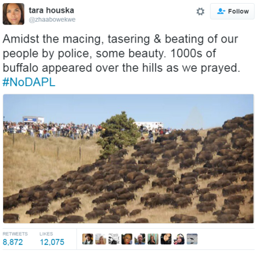 blackness-by-your-side:  Very symbolic. Even the buffalo heard their calls, are the gov’t comp