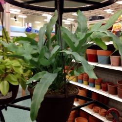 plantypies:Plants at Meijers that I wanted,
