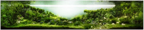 fuck-yeah-aquascaping: Between Two Forests, 342l, a nice, balanced aquascape by Bela Molnar 