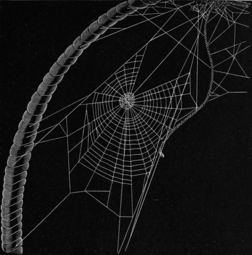 chaosophia218:Henry McCook - Spider Webs, “American Spiders and Their Spinningwork”, 1889.