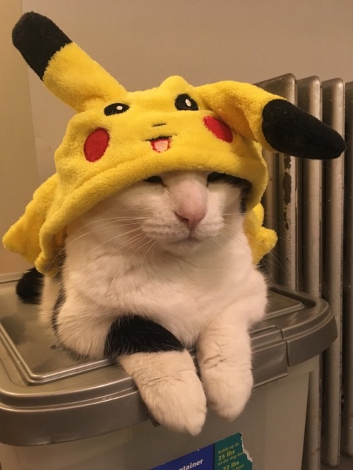 Pika Pika