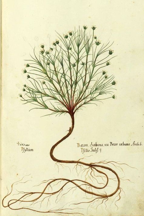 botanical-inspiration:Botanical illustrations by Ulisse Aldrovandi (1522 — 1605)