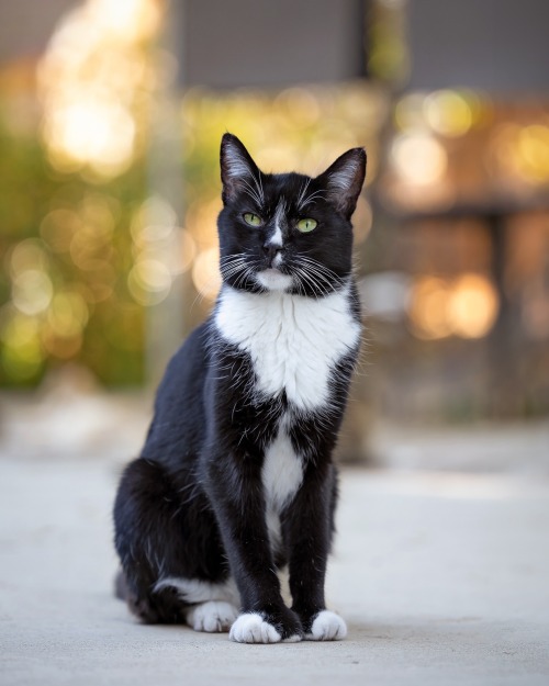 Boots - Available For Adoption!