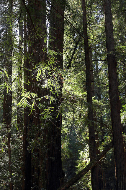 In the Muir Woods National Monument, Redwood Canyon, near Mill Valley, Marin, Ca., USA by Ministry o