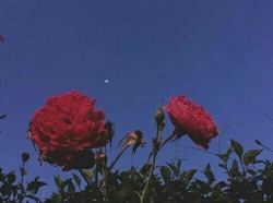 Roses and a moon! 😊