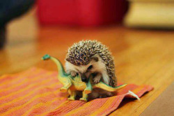 carnalincarnate:  iamboundtowin:  tastefullyoffensive:  How the dinosaurs really died.  more *squee* for your Monday, carnalincarnate I feel like all I have been doing today is squeeeing! iamboundtowin