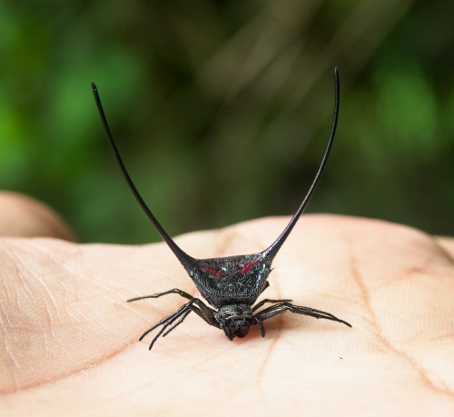 onenicebugperday:Long-horned orbweaver, Macracantha arcuata, AraneidaeFound in South and Southeast A