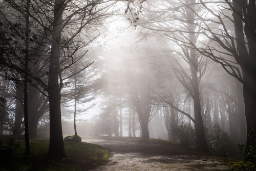 90377: Summertime fog drip by Larry Beckerman