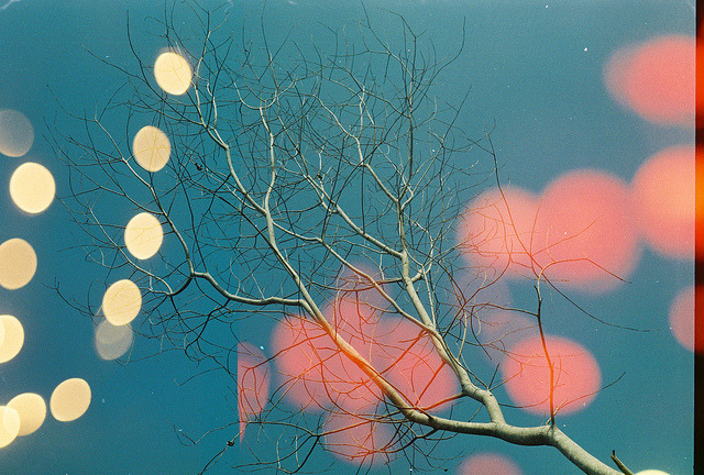 Tree in Bokeh on Flickr.
Via Flickr:
First, I shot the whole roll of films of bokeh from lightings at night; then I rewound the films and shot the second layer at day.
• Camera: Nikon FM
• Film: UXi Super 200
• Blog | Tumblr