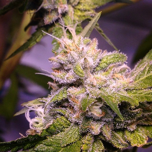 weedporndaily:  Mango Puff part deuxby thisisthatoneguy http://ift.tt/1q8zuRz