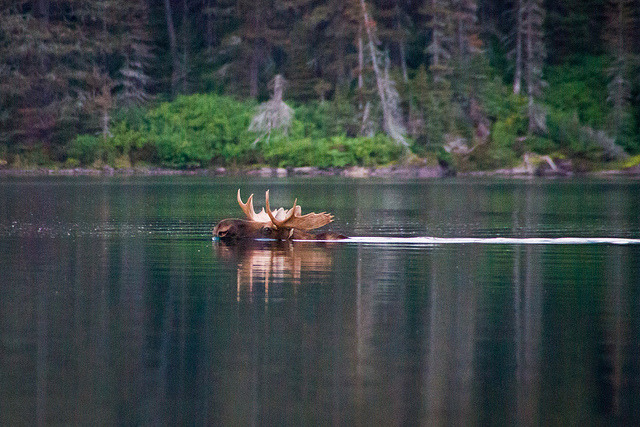 howtoskinatiger:  Moose by Jeff Pang on Flickr. 