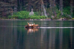 howtoskinatiger:  Moose by Jeff Pang on Flickr.