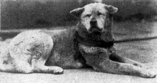 todayinhistory:March 8th 1935: Hachikō the dog diesOn this day in 1935, the world famous dog Hachikō