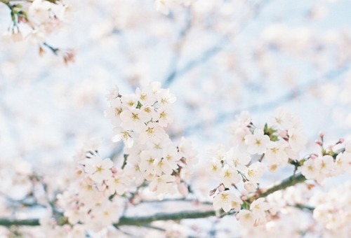 桜、咲き始め。 今年は桜が咲き始めてから天気がずっと良くて 5日連続で娘を連れて、すぐ近くの公園に桜の写真を撮りに行きました 冬生まれの娘、初めての春・初めての桜。 そして実は、娘とふたりっきりで出か