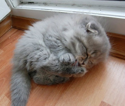 memattbe:  fallon-lover:  boredpanda:    Sleepy Kittens Doing What They Do Best – Sleep    jimmyangelfallon!!!!!!!!   Sleepy little kittens!!! Damn it.  