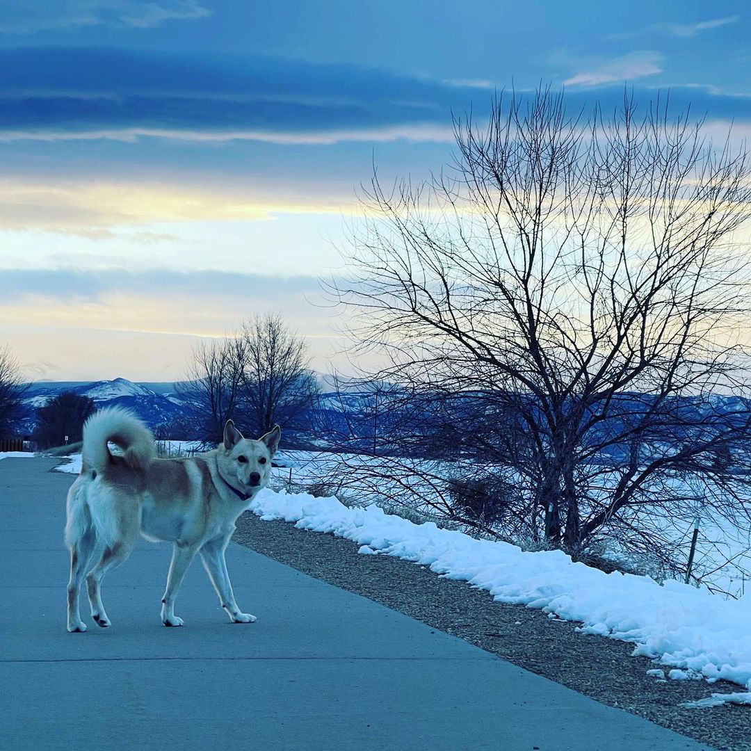 Mar Mar #dogsofinstagram #colorado
https://www.instagram.com/p/Col8EWXuHaV/?igshid=NGJjMDIxMWI=