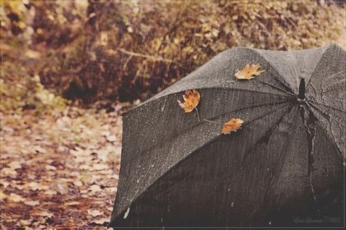 white-pumpkin:autumn rain