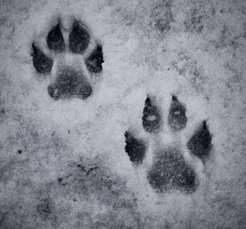I Want To Be Wild And Feel The Ground Beneath My Pawstbh