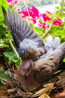 ijphoto:  Sometimes nature is right by your window. Today I noticed a mother pigeon defending it’s young chick. I love the intensity in her eyes! 