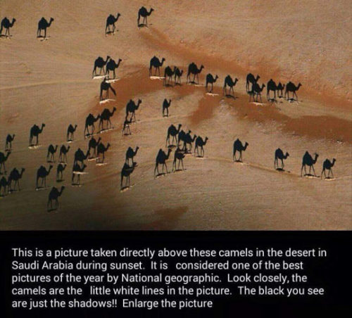 srsfunny:  This Is Fascinating