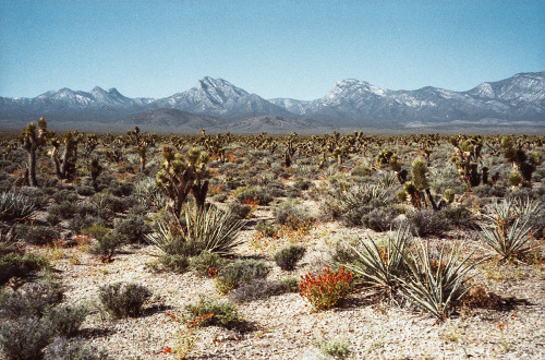 crocket:  kevinruss: Cold Creek, Nevada. April 2014