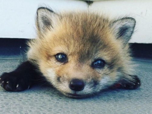 everythingfox:The goodest fox