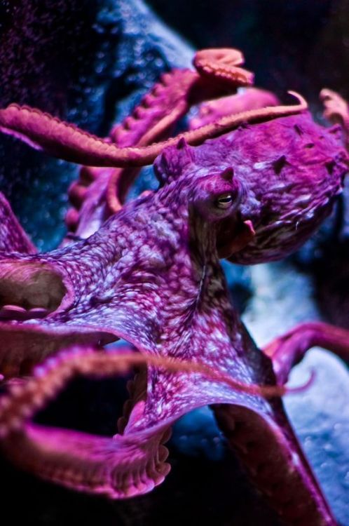 wehaveproof:  via: cephalopoda North Pacific Giant Octopus (Enteroctopus dofleini) Photo b