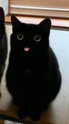 tatsandpussycats:ma-rose-cherie:tatsandpussycats:and they say black cats don’t