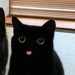 tatsandpussycats:ma-rose-cherie:tatsandpussycats:and they say black cats don’t