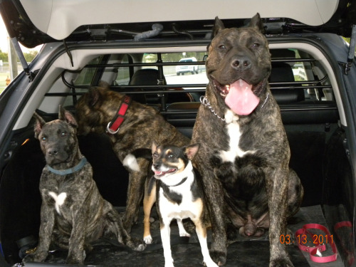 Impresa Kennels Presa Canario Breeders Miami, FL (786) 383-4DOG (4364) See more pics on Facebook Imp