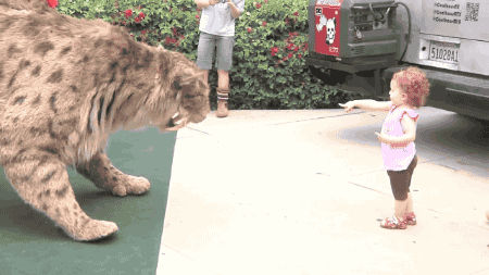 gifsboom:  Saber-Toothed Cat created by engineers at Jim Henson’s Creature Shop. [video] 